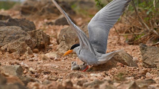 Islands In Odishas Hirakud Reservoir Turn Ideal Nesting Ground The Hindu